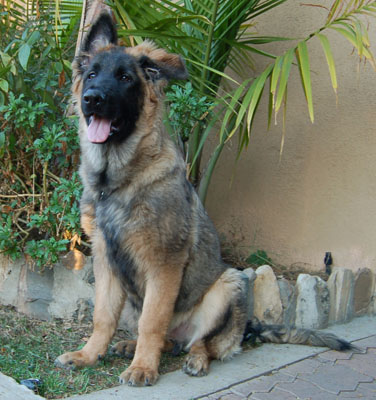 Smokey von Munster sitting